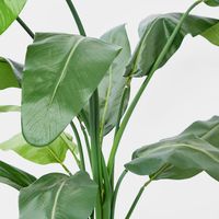 Travellers Palm 1.2m