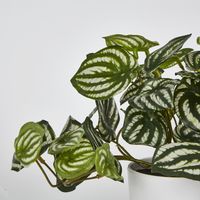 Real Touch Hanging Watermelon Peperomia in Black Pot