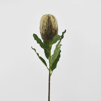 Red Brown Banksia Stem
