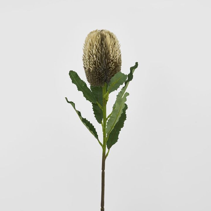Red Brown Banksia Stem