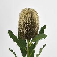 Red Brown Banksia Stem