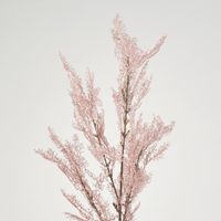 Pampas Grass Bush Pink