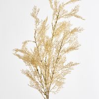 Pampas grass Bush