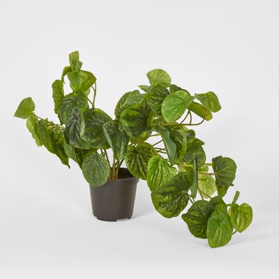 53cm Real Touch Green Peperomia in Hanging Pot