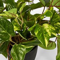 Green Yellow Pothos in Pot