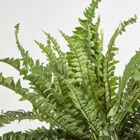 Huge Green Boston Fern Bush 52 leaves