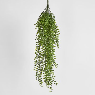 Hanging Ruscus Bush