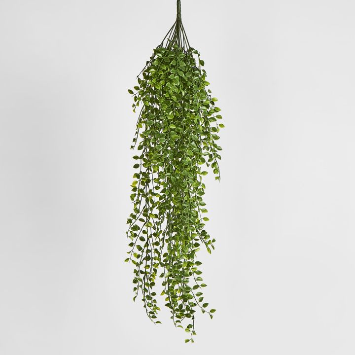 Hanging Ruscus Bush