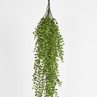 Hanging Ruscus Bush