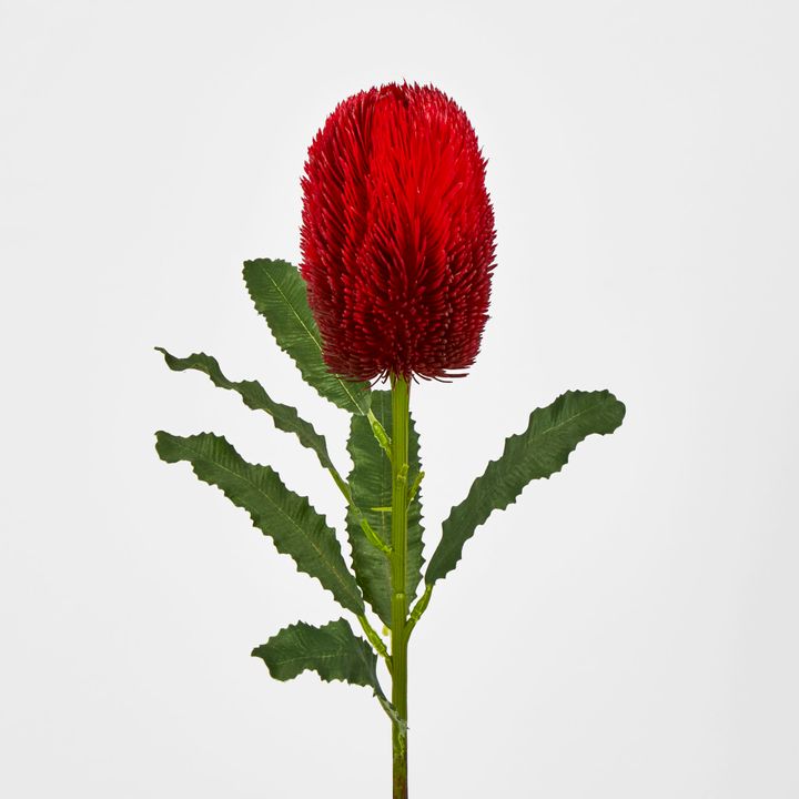 Red Banksia Stem