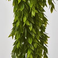 Hanging Ruscus Plant 56cm