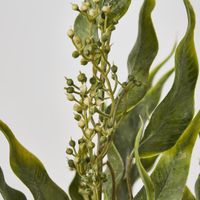 Eucalyptus Leaf Bush