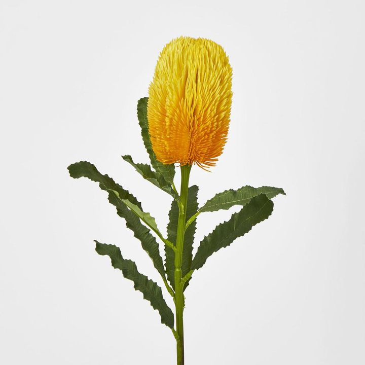 Yellow Gold  Banksia Stem