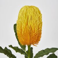 Yellow Gold  Banksia Stem