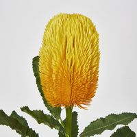 Yellow Gold  Banksia Stem