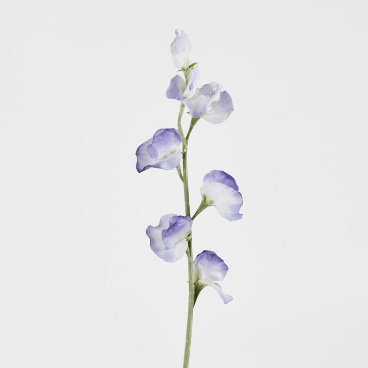 Sweetpea Light Purple