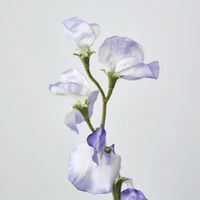 Sweetpea Light Purple