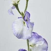 Sweetpea Light Purple