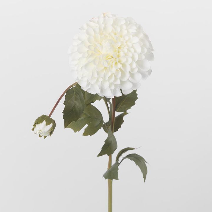 White Dahlia