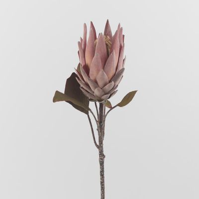 Dusty Pink Protea