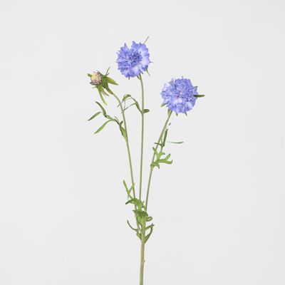 Scabiosa Stem Blue