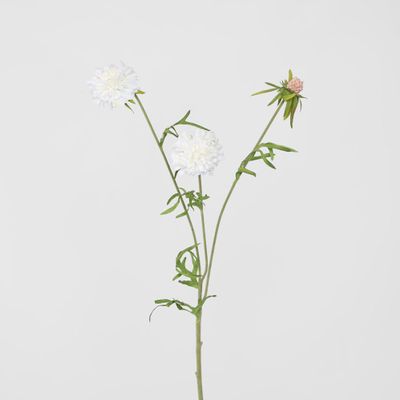 Scabiosa Stem White