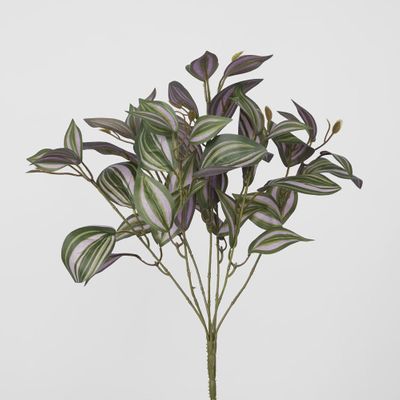 Wandering Jew Spray Purple