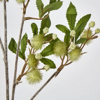 Green Blackwood Wattle Acacia melanoxylon