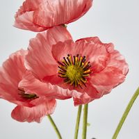 Peach Poppy Spray 3 Flowers 1 bud