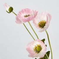 Mini Poppy Spray Light Pink