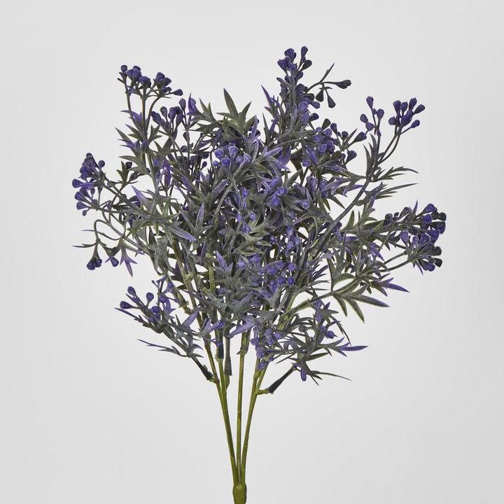Santa Maria berry Bush with Purple Flowers