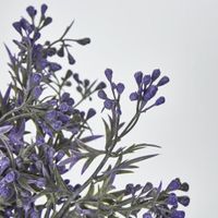 Santa Maria berry Bush with Purple Flowers