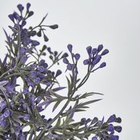 Santa Maria Bush with Purple Flowers