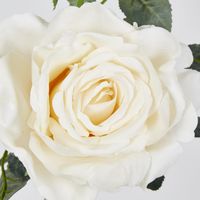 Cream Queen Rose