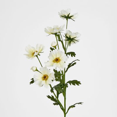 White Cosmos Spray by 3