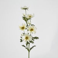 Cosmos Spray 85cm White