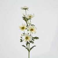 White Cosmos Spray by 3