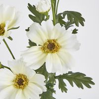 White Cosmos Spray by 3