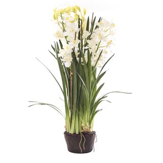 Cymbidium Giant Paper Pot 1.1m White