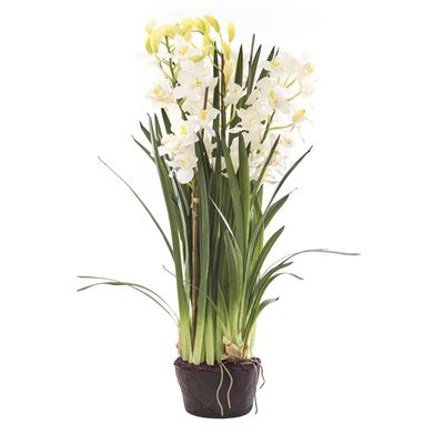 Cymbidium Giant Paper Pot 1.1m White