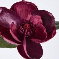 Single Magnolia with 2 Leaves Burgundy