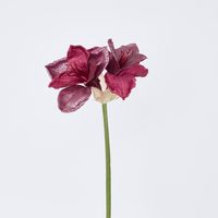 Amaryllis Spray with 2 Flowers Burgundy