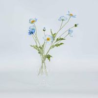 Poppy Spray Light Blue