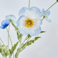 Poppy Spray Light Blue