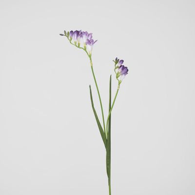 Freesia Stem Purple