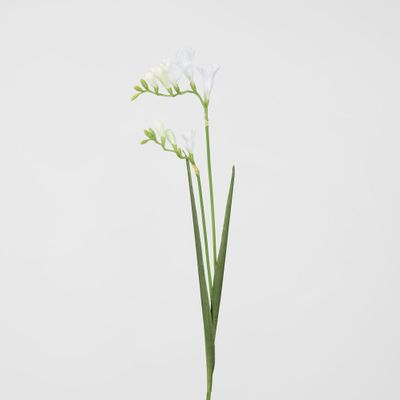 Freesia Stem White