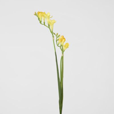 Freesia Stem Yellow