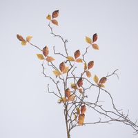 Chinese Parasol Leaf Branch