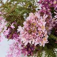 Agapanthus Stem Lilac