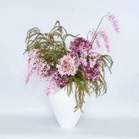 Agapanthus Stem Purple